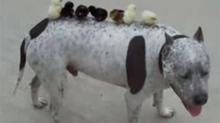 Bu sefer dehşet değil