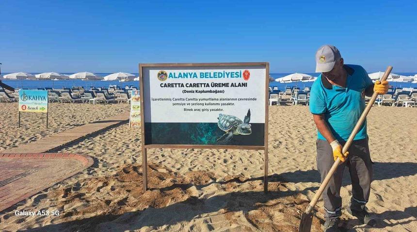 Alanya Belediyesinden caretta carettalara &ouml;zel &ccedil;alışma