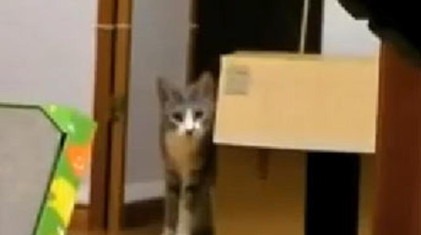 Başrolde kedi oynuyor!