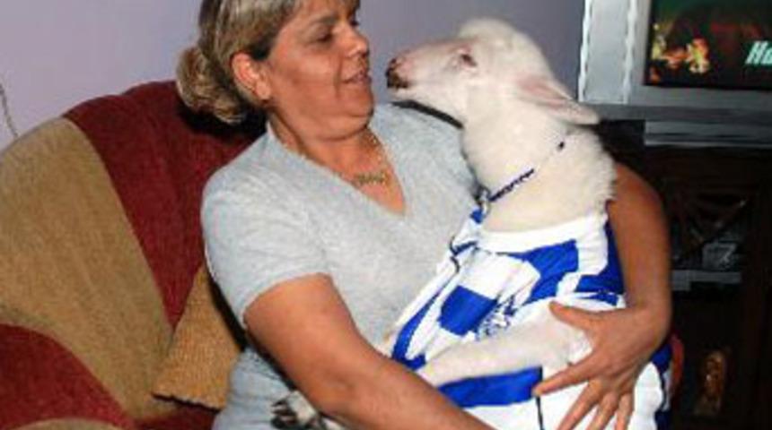 Bu kuzu şaşırtıyor!