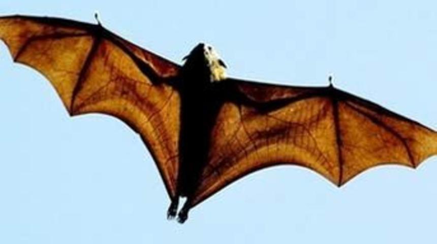 Yarasalar da aşk şarkıları s&ouml;yl&uuml;yormuş