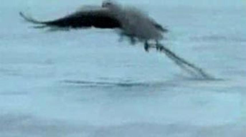 Kartal ekmeğini sudan &ccedil;ıkarıyor