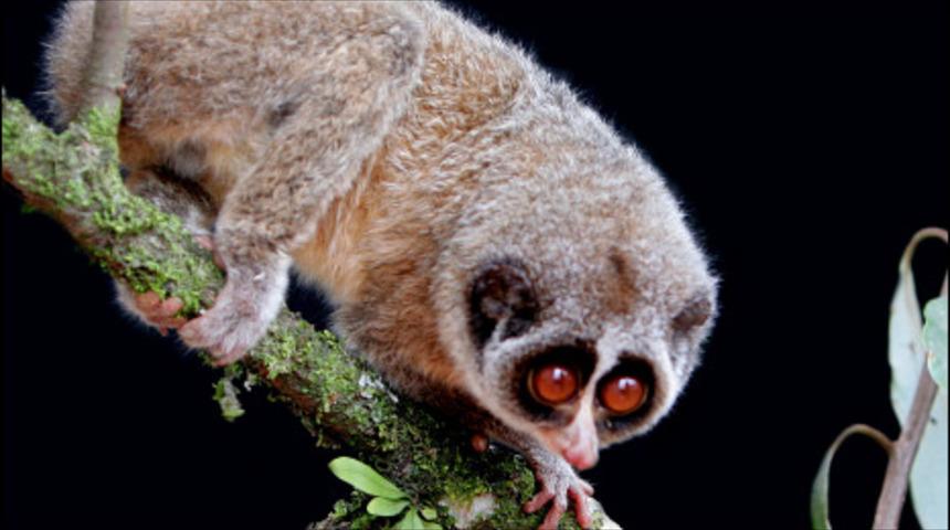 'Soyu t&uuml;kenmiş' hayvanın fotoğrafı &ccedil;ekildi