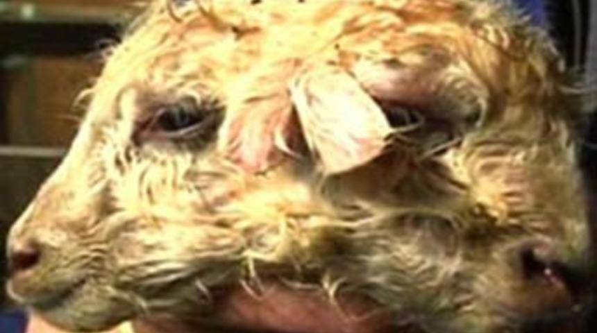 Bu kuzunun iki y&uuml;z&uuml; var