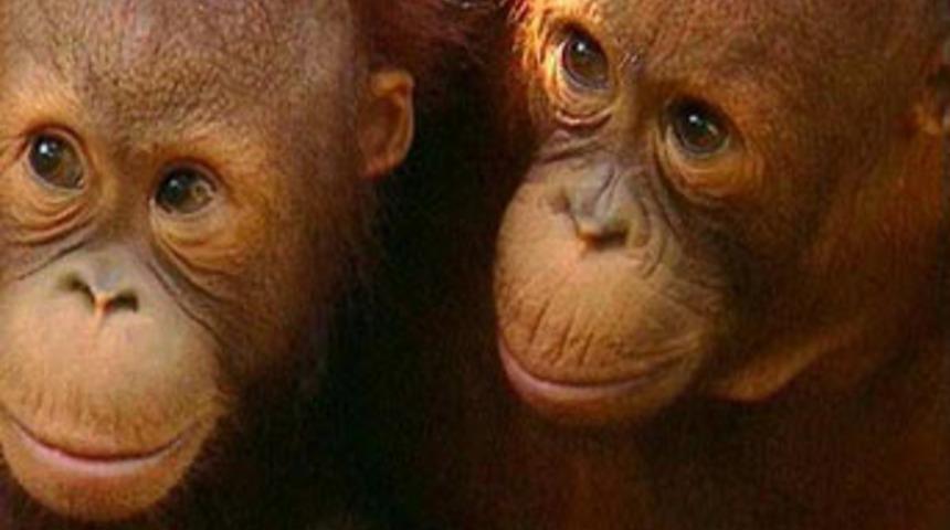 Orangutanlardan &ouml;p&uuml;c&uuml;kl&uuml; savunma