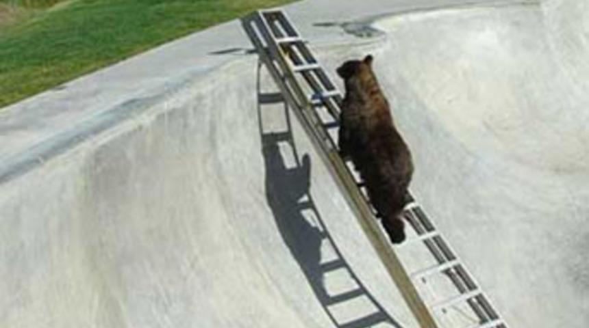 Ayılar da merdiven kullanır