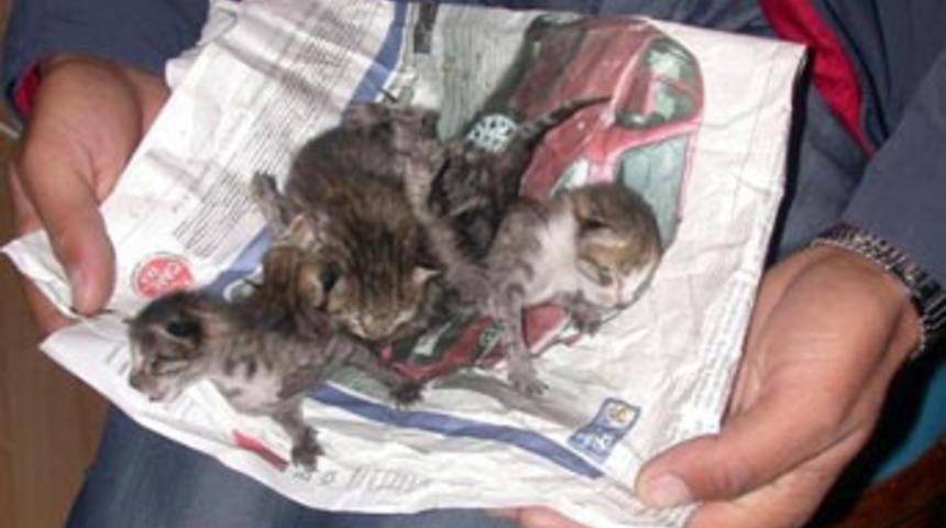 Yapışık beşiz kedi