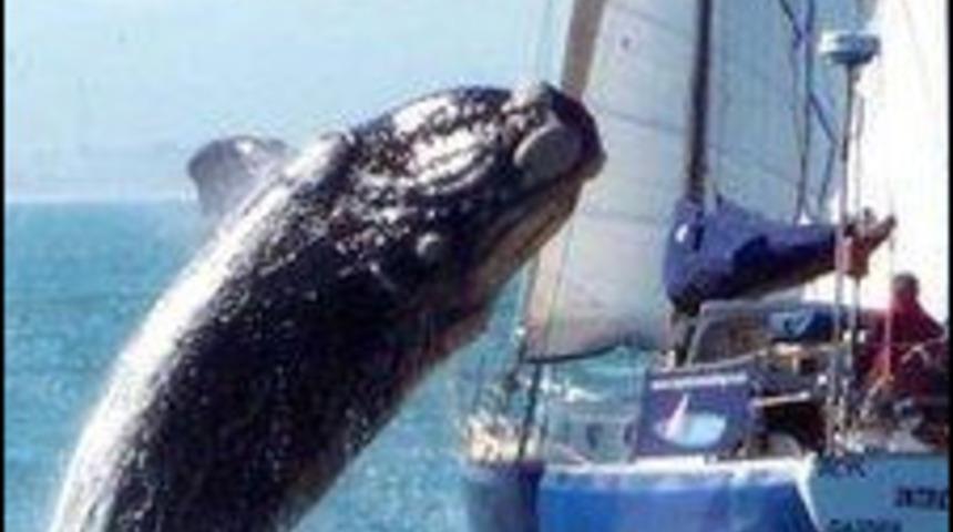 Sakar balina tekneye d&uuml;şt&uuml;