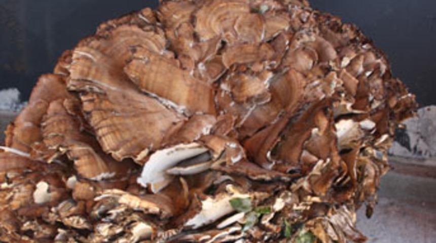 Mengen'de 71 kiloluk mantar bulundu