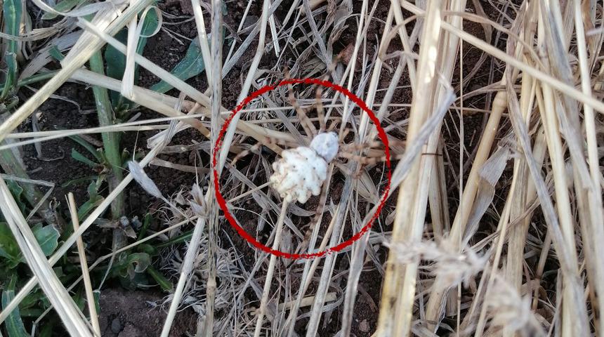 Bu kez de o ilde ortaya çıktı! Yürüyüş yaparken fark etti, eve gelince gerçeği öğrendi "Dikkat çekiciydi"