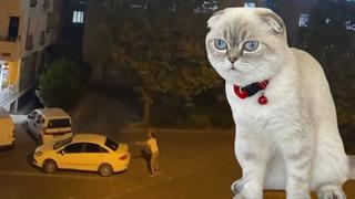 Esenyurt'ta kedi için sokak ortasında silahlı çatışma! Yoldan geçen kurye vuruldu