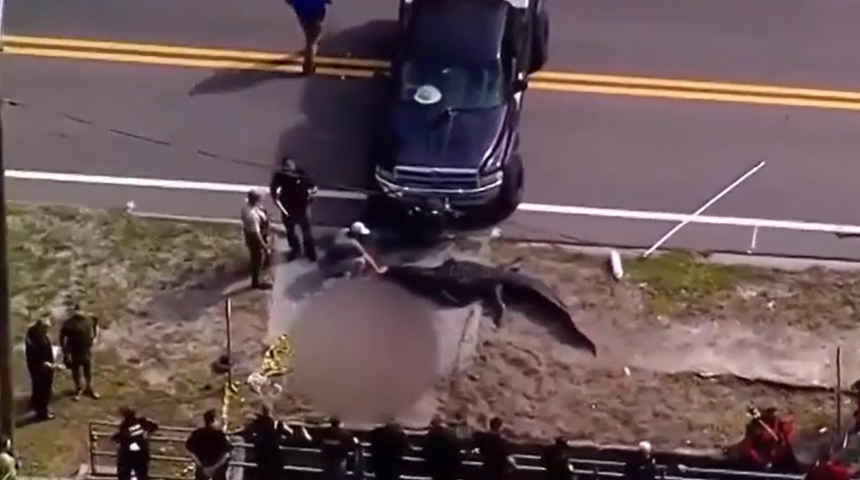 14 metrelik timsah cansız insan bedenini kanala taşırken yakalandı! Görenler ne olduğunu anlayamadı... "Bir silah sesi duyduk"