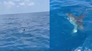 Doğum yapan köpek balığı zannettiler! Gerçek çok başka çıktı... Görünce şaşkınlıklarını gizleyemediler