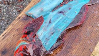 Balıkçının ağına mavi renkli balık takıldı! Pişince rengi değişti... Uzmanlar tüketmeyin uyarısını yaptı