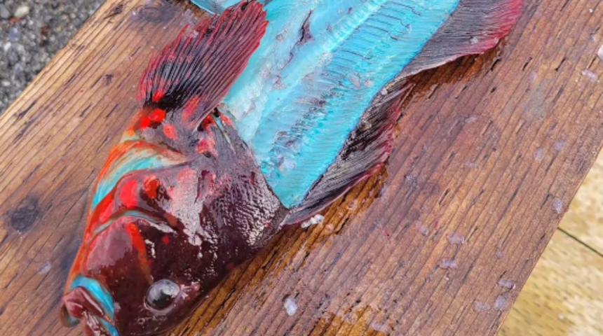 Balıkçının ağına mavi renkli balık takıldı! Pişince rengi değişti... Uzmanlar "tüketmeyin" uyarısını yaptı