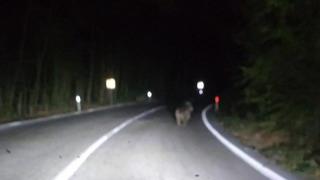 Önüne çıkan ayıyı son anda fark etti! Aracıyla böyle kovaladı