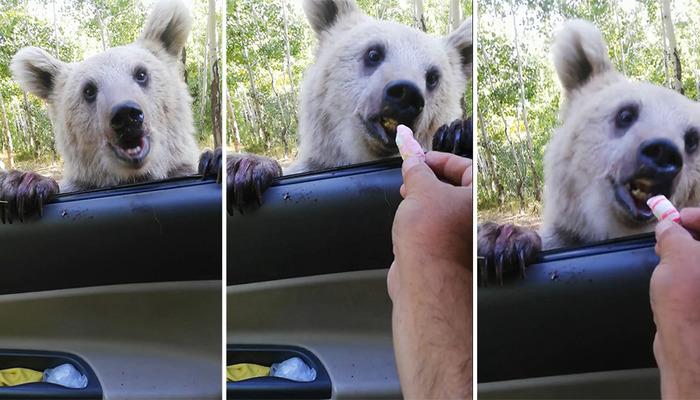 Gülümseten görüntüler! Aracına yaklaşan ayıyı elleriyle böyle besledi