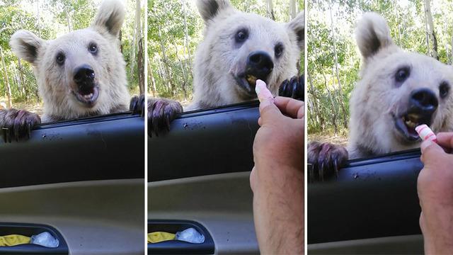 Gülümseten görüntüler! Aracına yaklaşan ayıyı elleriyle böyle besledi