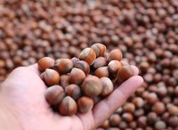 Fındık alım fiyatları hakkında TMO'dan yeni açıklama