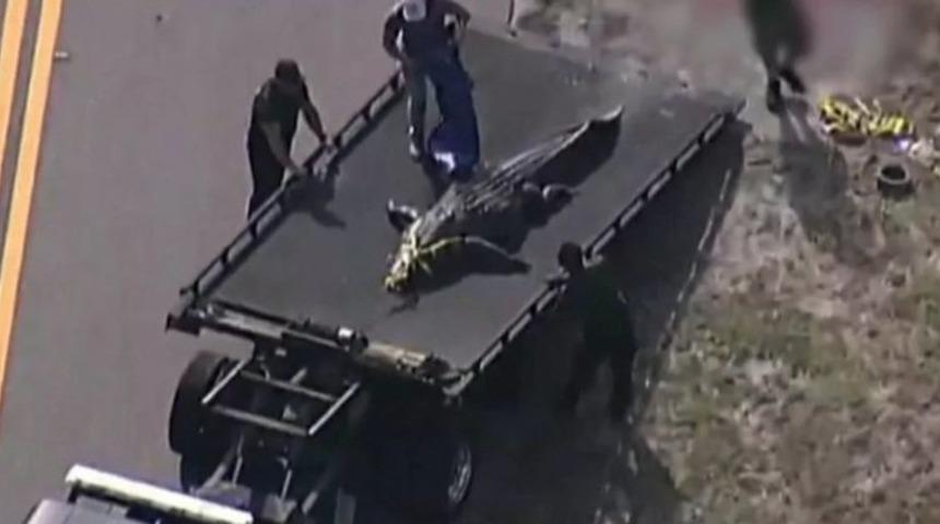 ABD'de korkunç olay! Timsah, ağzında insan kalıntılarıyla yüzüyordu... "Gördüklerimin gerçek olduğuna inanamadım"