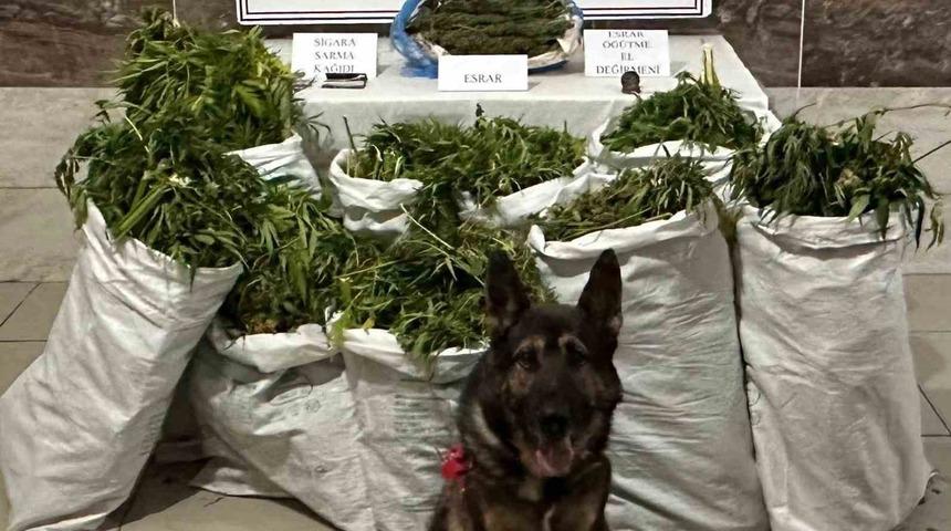 Tavşanlı’da evinde yüklü miktarda kubar esrar maddesi bulunan şüpheli tutukladı