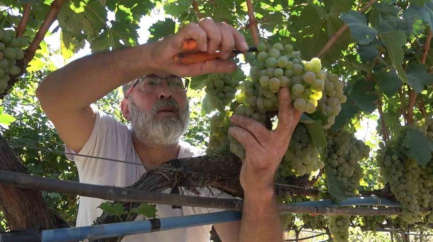 "Delice beyazı" üzümün hasadı başladı: 3 dönüm bağdan 8 ton çıktı, 240 bin liraya sattı