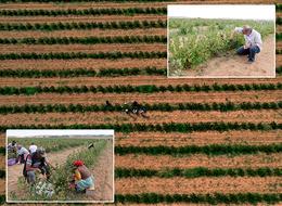 Süper meyve olarak biliniyor! Edirne'de hasadına başlandı: "Antioksidan değeri çok yüksek ve içerisinde pek çok faydalı madde var"