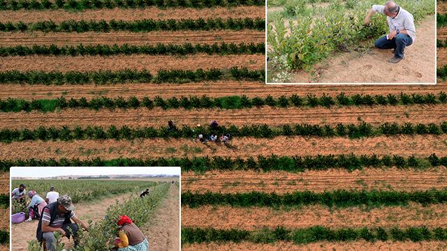 Süper meyve olarak biliniyor! Edirne'de hasadına başlandı: Antioksidan değeri çok yüksek ve içerisinde pek çok faydalı madde var