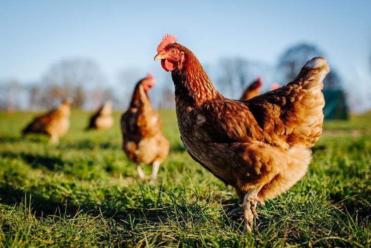 Araştırmacılardan tavukların gıdaklamalarını tercüme edebilecek yapay zeka! "Bilim adına büyük bir sıçrama"