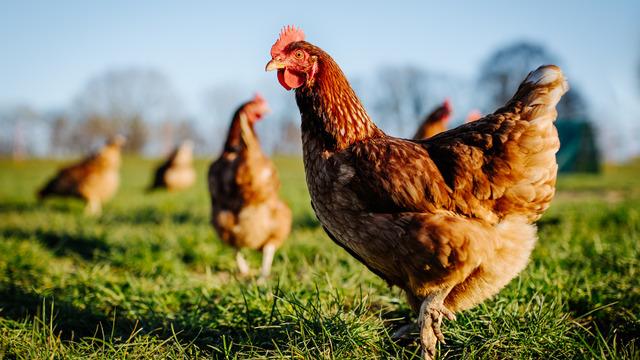 Araştırmacılardan tavukların gıdaklamalarını tercüme edebilecek yapay zeka! Bilim adına büyük bir sıçrama