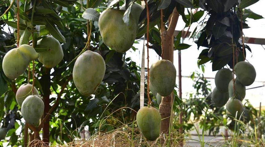 Alanya&rsquo;da avokado ve mango temalı tropik meyve festivali başlıyor