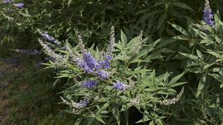 Hayıt tohumu ne işe yarar? Hayıt tohumu nasıl kullanılır?