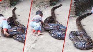 Sosyal medyayı ikiye bölen görüntüler! Küçük çocuk devasa pitonun yanına uzanıp oyun oynadı... Görüntülere yorum yağdı