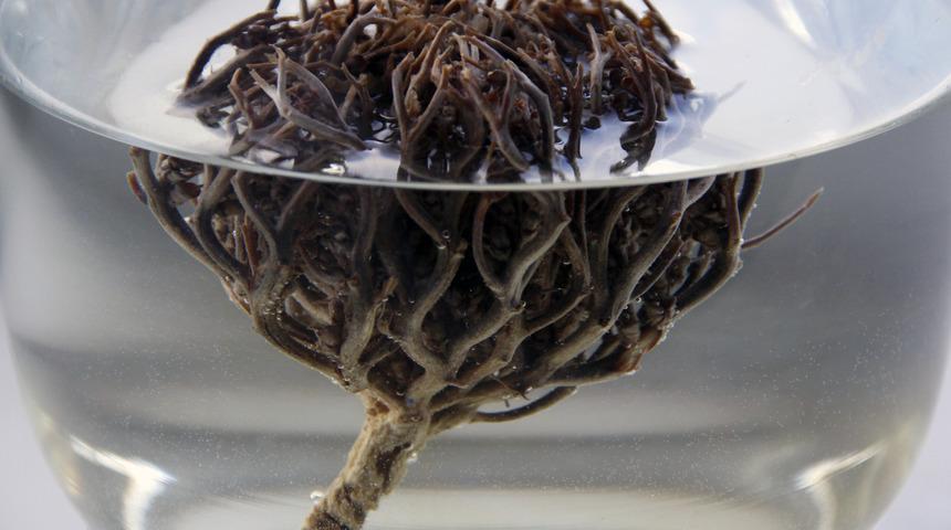 Meryem Ana otu nedir? Meryem Ana otu doğumda nasıl kullanılır?