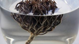 Meryem Ana otu nedir? Meryem Ana otu doğumda nasıl kullanılır?