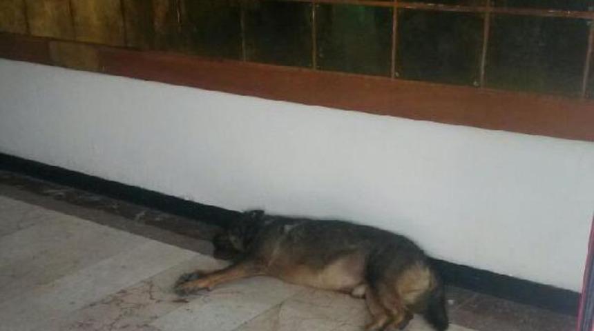 Hastane bah&ccedil;esinde k&ouml;pek ısırdı