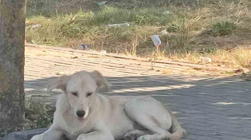 Avcılar’da boğazı kesik köpek bulundu