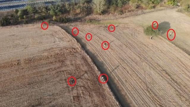 Tarlada film sahnelerini andıran kovalamaca! O anlar anbean kaydedildi...