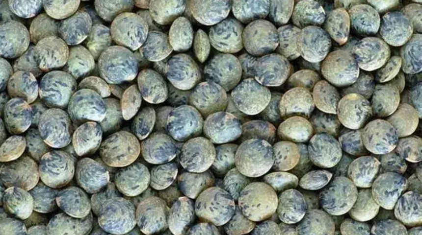 Yumurtadan 10 kat fazla protein, etten 25 kat fazla demir içeriyor! Kabızlığı bıçak gibi kesiyor