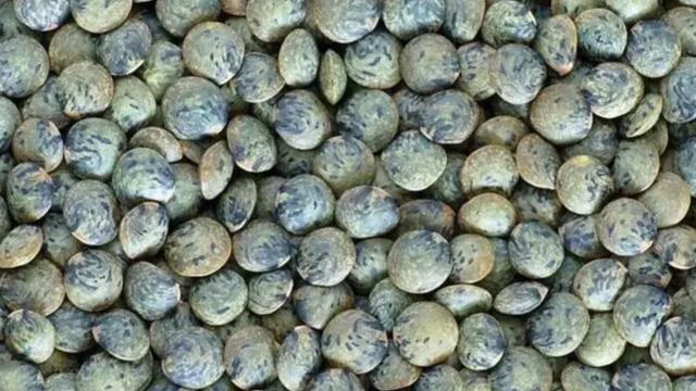 Yumurtadan 10 kat fazla protein, etten 25 kat fazla demir içeriyor! Kabızlığı bıçak gibi kesiyor