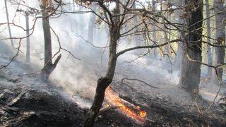 Çan'da orman yangını