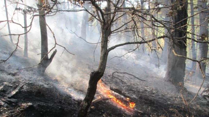 Çan'da orman yangını