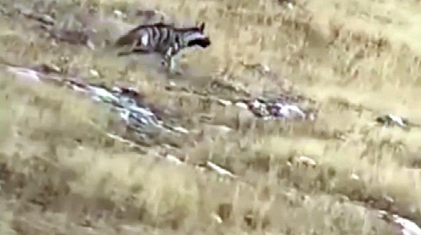 Yozgat’ta çizgili sırtlan doğal ortamında görüntülendi