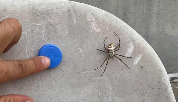 Argiope lobata yayılıyor! Türkiye’nin çeşitli illerinde görülmüştü… ‘Loblu örümcek’le ilgili dikkat çeken açıklama