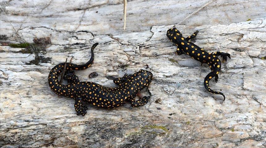 Nesli tükenmekte olan o hayvan Siirt'te görüntülendi!