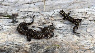 Nesli tükenmekte olan o hayvan Siirt'te görüntülendi!