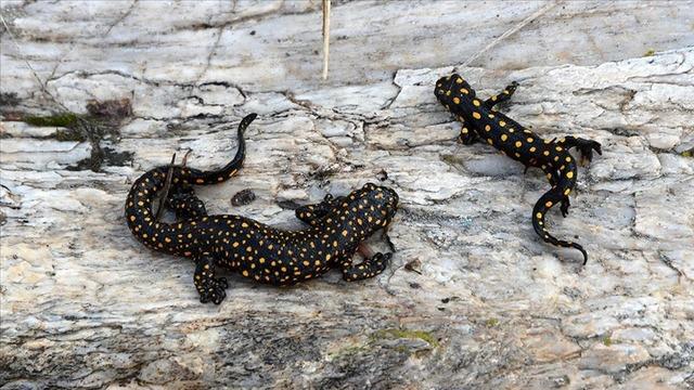 Nesli tükenmekte olan o hayvan Siirt'te görüntülendi!