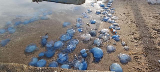 mavi-denizanalari-foca-sahillerini-terk-etmedi_5776_dhaphoto13