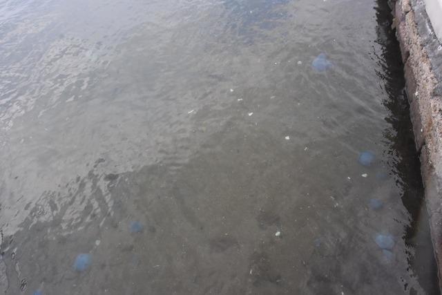 mavi-denizanalari-foca-sahillerini-terk-etmedi_5776_dhaphoto10