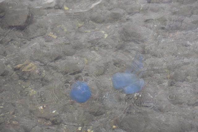 mavi-denizanalari-foca-sahillerini-terk-etmedi_5776_dhaphoto9